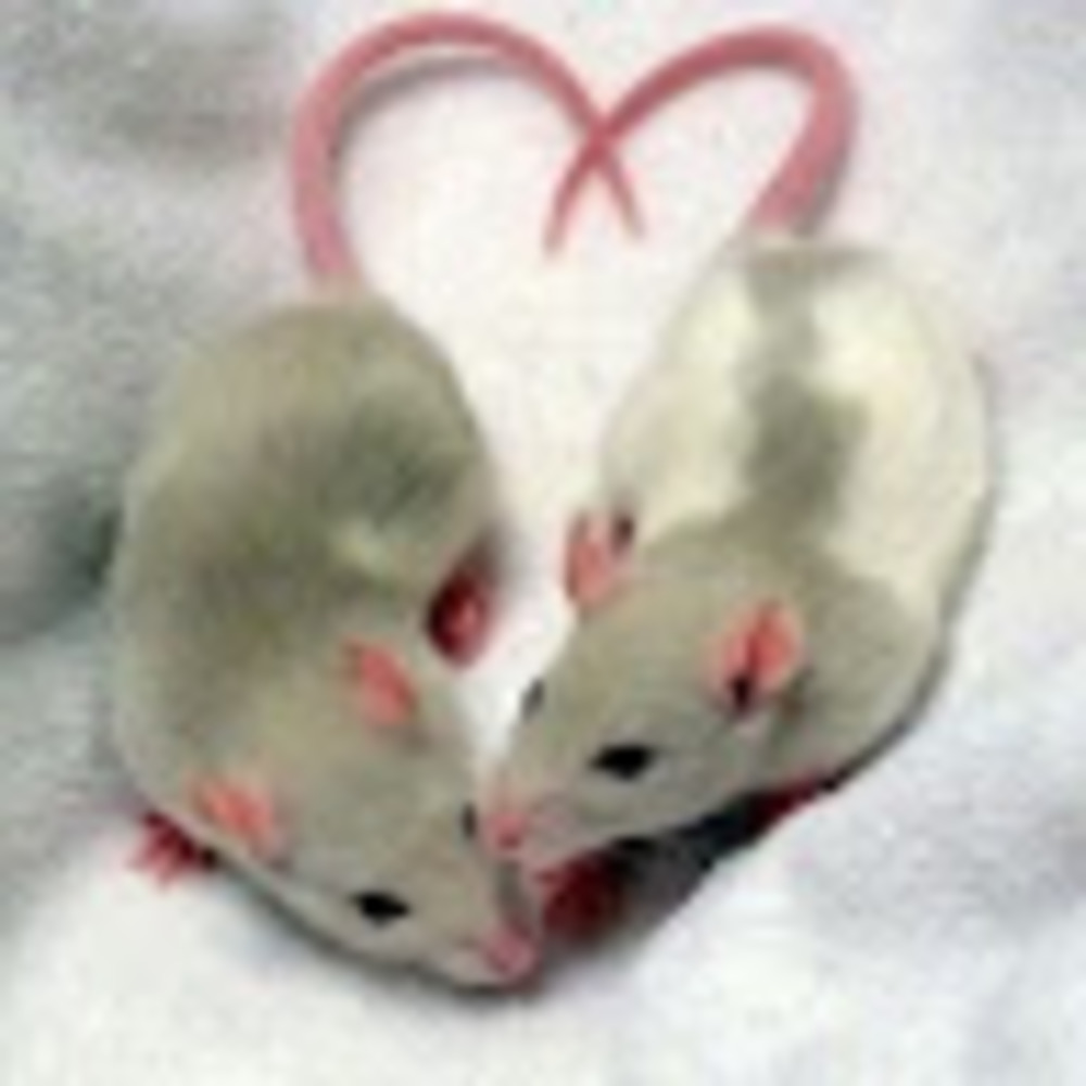 Meet your Posher, Kammy